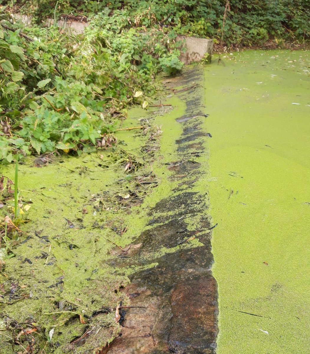 Central and Canals Team getting Tump53 ready for safe visits for the local schools, grass cut and in the process of purging duckweed over the wier #Tump53 #Thamesmead