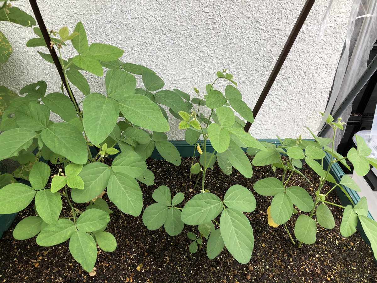 KKsippo1's tweet photo. 枝豆ベビー���🥺
毛がホワホワしててかわゆし☺️
＃枝豆 https://t.co/1vwPP12xUG