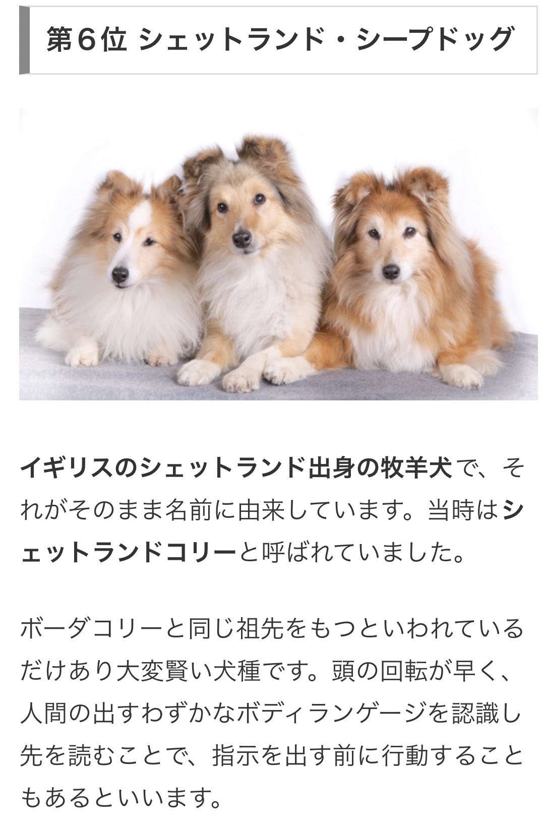 アルフ ビシュラ 世界一賢い犬 1位はボーダーコリーでシェルティーは堂々の6位 ちょっとだけ誇らしいです T Co Jsenxbyret Twitter