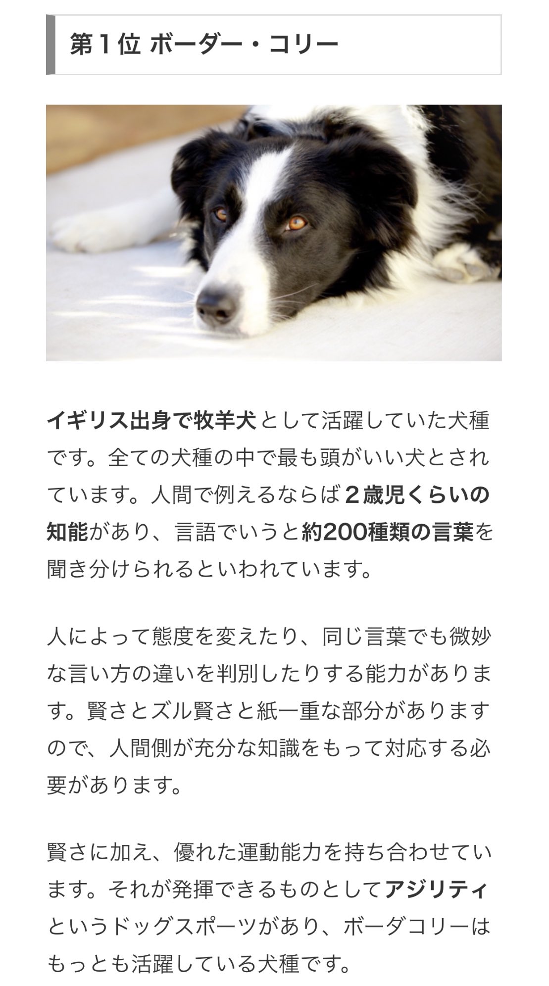 アルフ ビシュラ 世界一賢い犬 1位はボーダーコリーでシェルティーは堂々の6位 ちょっとだけ誇らしいです T Co Jsenxbyret Twitter