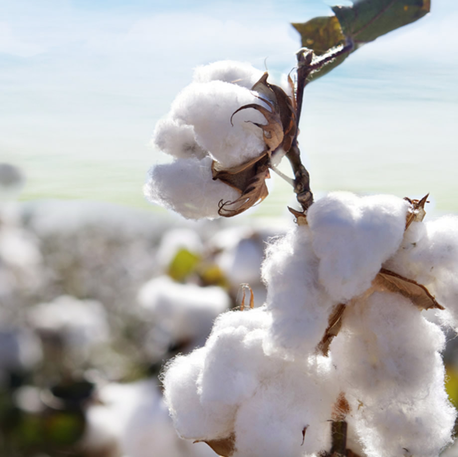 CountrysideArt's tweet photo. Cotton Traceability &amp; Provenance   https://t.co/IDFATUNz3C 
Countryside Art Ltd - working hard towards a fairer, greener and better future
#cotton #sustainability #ecofriendly #sedex #STeP #soil #fairtrade #GOTs #globalstandard #organic #bettercotton #sustainable #environment https://t.co/DD1LiUU1Ha