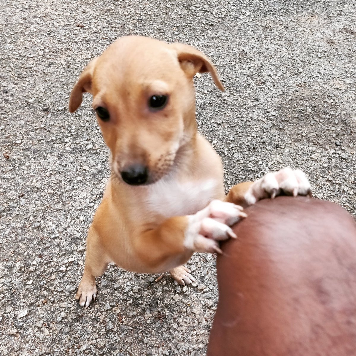 Pupper wanted to know if they had begun casting for the role of #Wolverine in the #XMenMovies yet. 
Told him his claws need to be a Tad bit longer for the role.
Might have hurt his feelings.
Hey <a href="/Marvel/">Marvel Entertainment</a> and <a href="/20_CenturyFox/">20thCenturyFox</a> what do I tell him ?