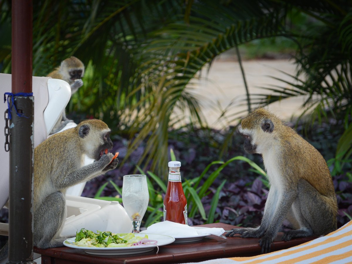 Happy Monday everyone! Here's a cheeky monkey shot to start the week. 

#traveltribeafrica #familytravel #familytravelblog #familytrips #familytraveltribe #travelingfamily #familyvacations #familyholidays #monkeys #cheekymonkey