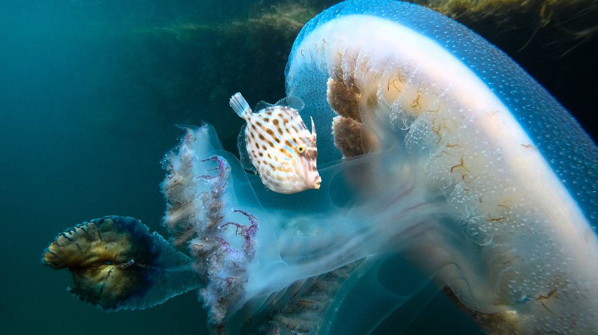 LovePortPhillip's tweet photo. Who am I?
How can you tell itβs me?
Where is the best place to find me?
How can you help protect me better?
To find out, you'll have to head to the Explore our Bay page on https://t.co/naSSD7MKrG! π
π·: Jules Casey
#VicNatureFest #WildOz #FishesofAustralia #VicOurNature https://t.co/z54bqr0FC2