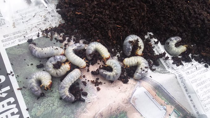 幼虫のtwitterイラスト検索結果