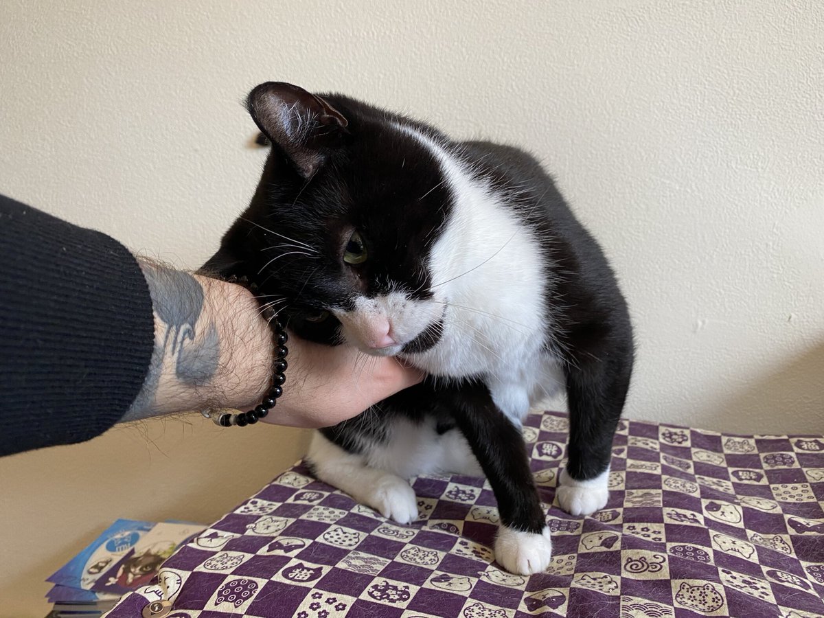 KatzenworldBlog's tweet photo. Our latest post (Oliver: Look at What my Human Created with #Everence!) is now live! Please check it out on https://t.co/8DyoYjEhdc #cats #katzenworld #catlovers :D https://t.co/y8Q9efJRaq