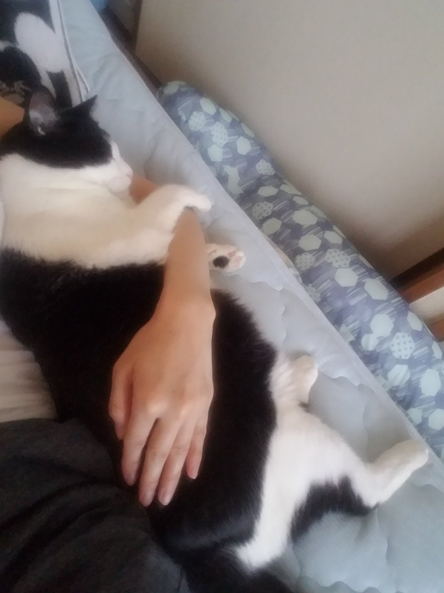 猫と蛇 腕枕で寝るのが大好きなんです 猫 腕枕 添い寝