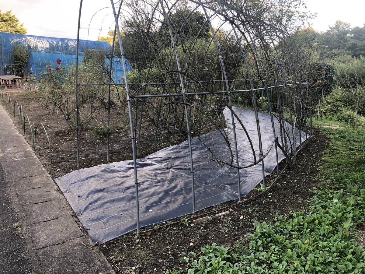 今日はバラ園のマルチング材を張る作業をしました 来年は綺麗なバラ のトンネルを気持ちよく歩けます 逢瀬公園 緑化センター 09 28 動画あり 逢瀬公園 緑化センター ぐるっと郡山