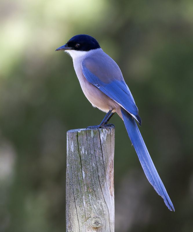 Cyanopica cyanus #BlauweEkster #IberianMagpie #AzureWingedMagpie