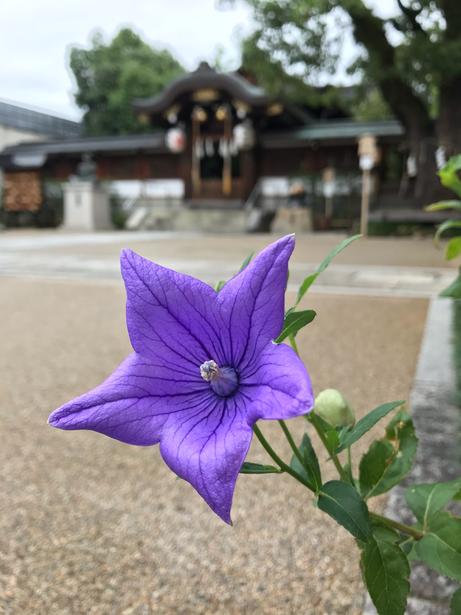 Shufuko 花言葉は もちろん 誠実 半沢直樹 終わってしまいましたね またいつか あるかなぁ 桔梗 キキョウ T Co Uxlihtfqzl Twitter