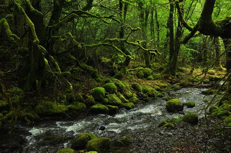 More British rainforest pics. These are tiny remnant pockets, mostly in gorges too steep to graze sheep.