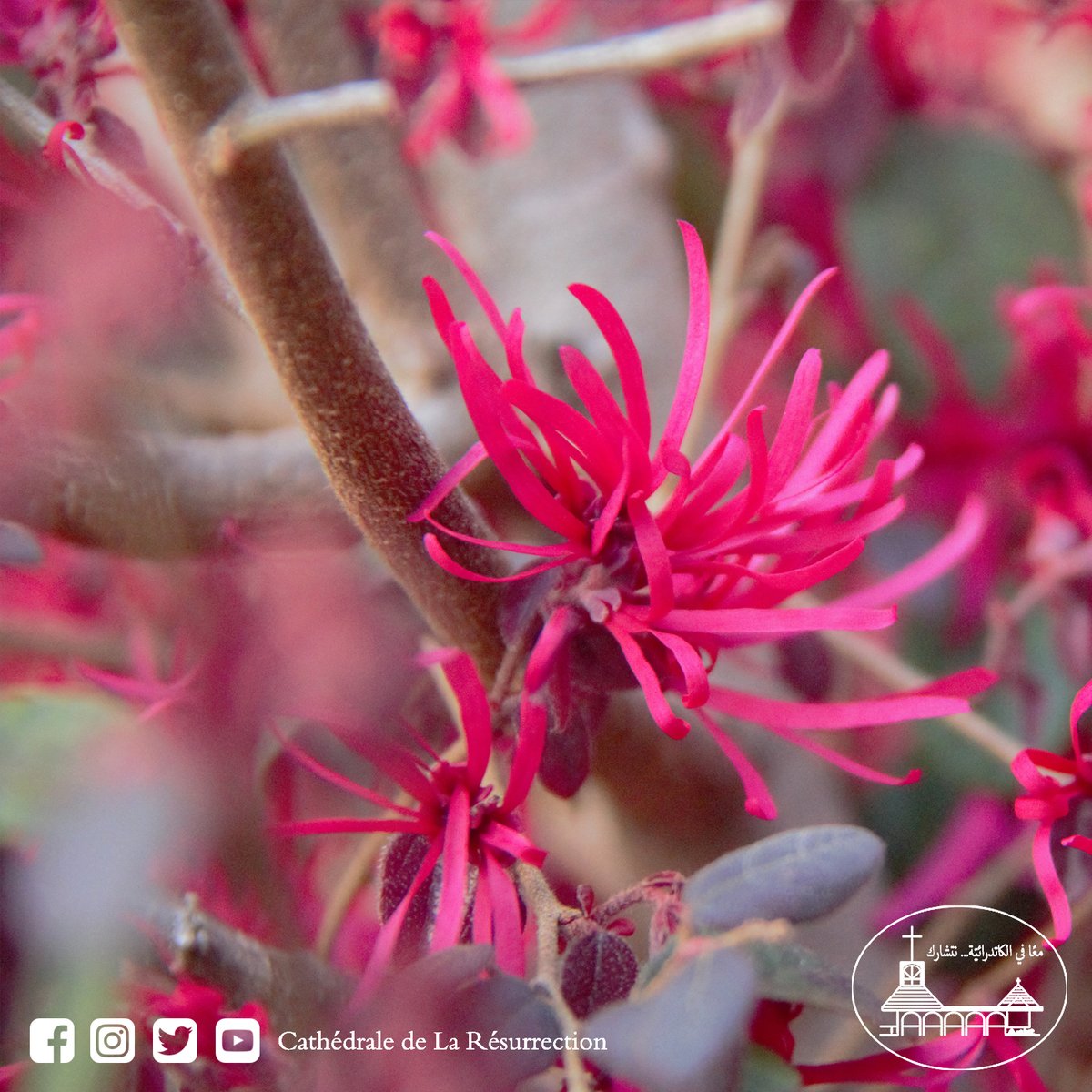 ResCathedral's tweet photo. On Mondays, nature and flowers

Now more than ever, Wishing you a great week ahead

Stay safe

#nature #flowers #resurrectioncathedral https://t.co/yb44DrzUxw