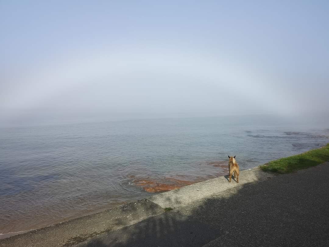 Has anyone else ever been a fog bow?