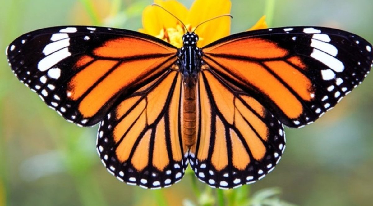 Nikki7Licious's tweet photo. #metamorphosis
#spreadyourwings
#butterfly https://t.co/hvZRwapZcY