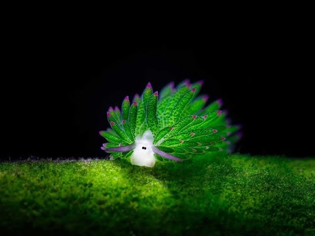 TheCemetress's tweet photo. Starting Monday off with adorable cuteness 😊😊 This little guy is a LEAFSHEEP of the ocean &amp; can be found in Japan, Philippines and Indonesia. He can grow up to 1cm and is the only sea creature in the world that can perform photosynthesis #CostasiellaKuroshimae #sheepofthesea 🖤 https://t.co/olFpLD1VT2