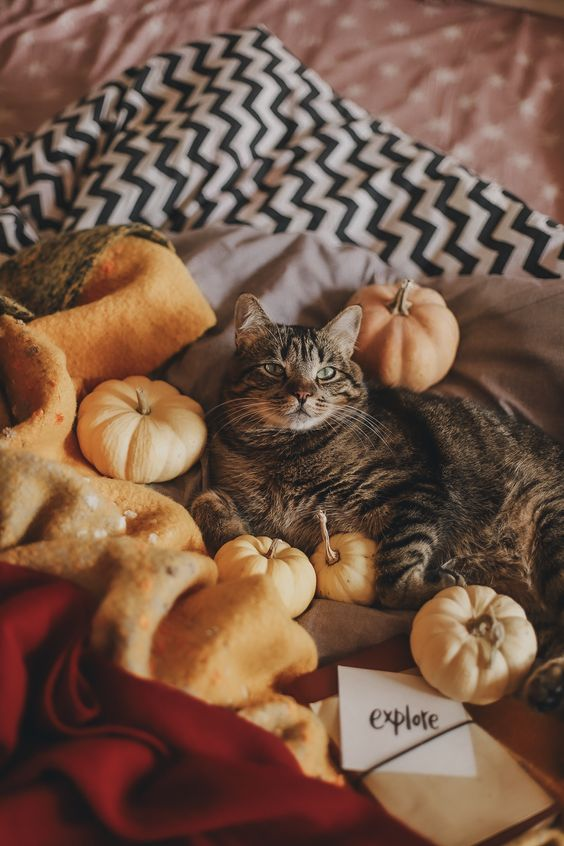 dalkomm_art's tweet photo. Lockscreen : Cat © pinterest https://t.co/kCIg5mKF6F