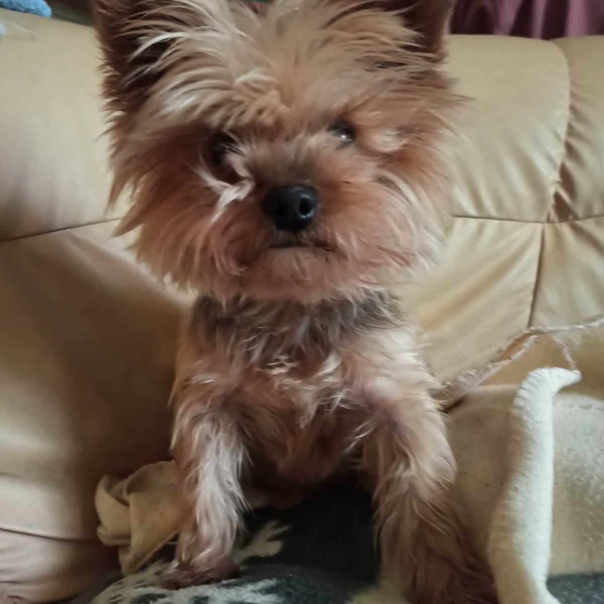 panvilamanda's tweet photo. Plein de pensées positives pour Ma Diloo 🙏🙏😭😭 à l'hôpital. MERCI
#yorkielovers 🙏🙏 https://t.co/0qZnRo8ujX