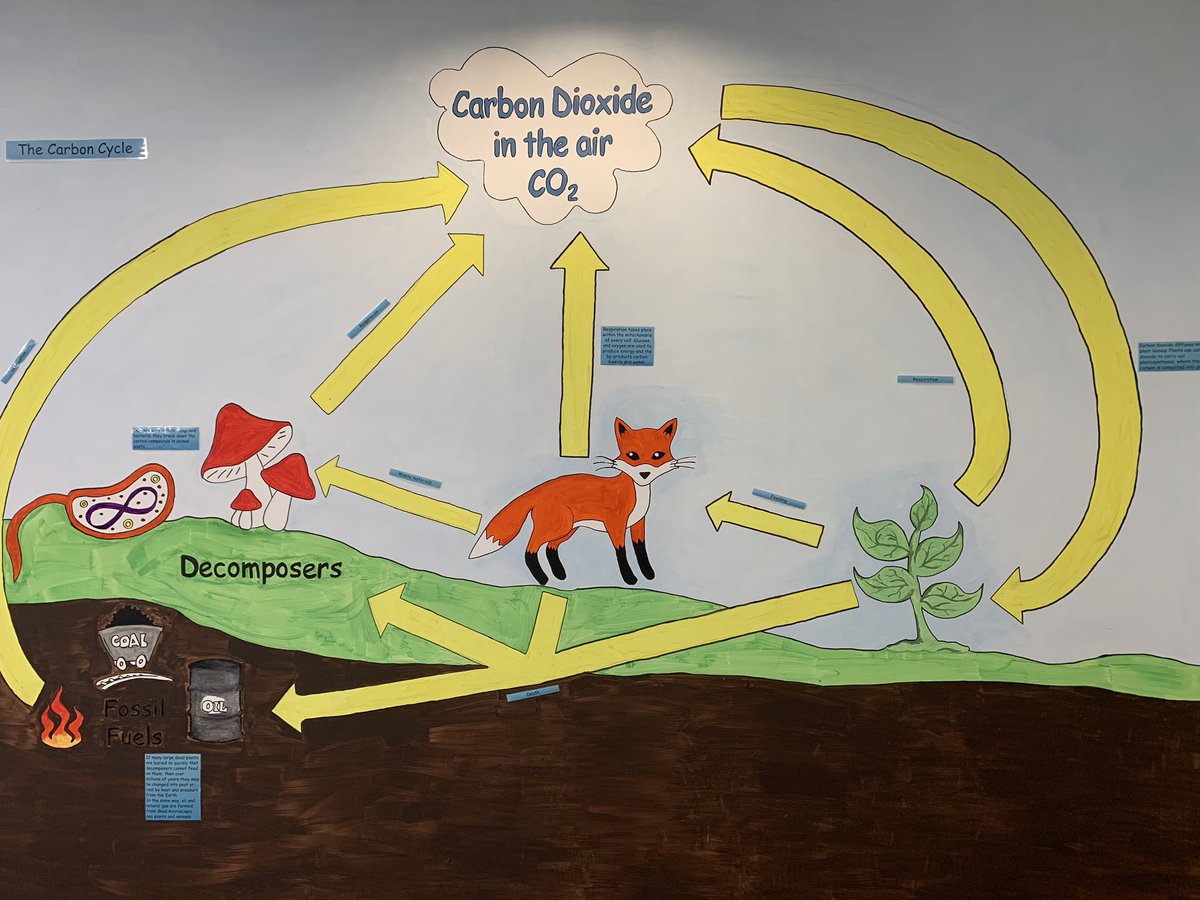 StAnnes_Science's tweet image. Just amazing! These learning walls make us smile every morning @StAnnesAcademy #proud #displays