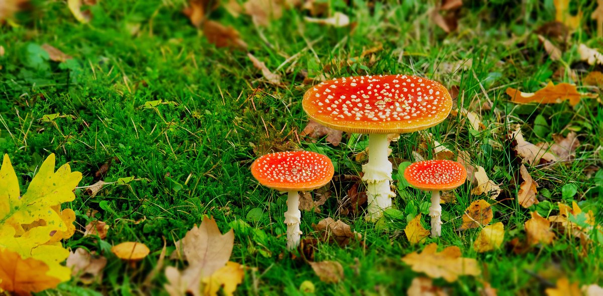 Onze #kampeerboerderij #Limburg is nog open tot 31 oktober!
Reserveer nu nog een plaats en kom genieten van de herfst!
Paddenstoelen bestaan in vele vormen, kleuren.
Wandel eens door het bos en geniet van alles! 
hofvanlibeek.nl
Tobias Bauer via Pixabay