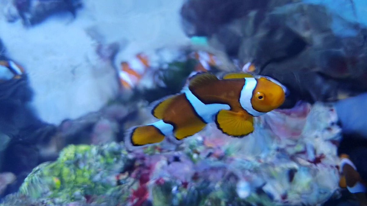 Oceanarium tweet media