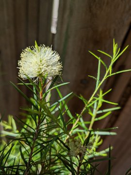 Ball honeymyrtle