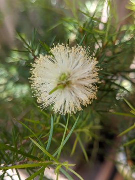 Melaleuca nodosa