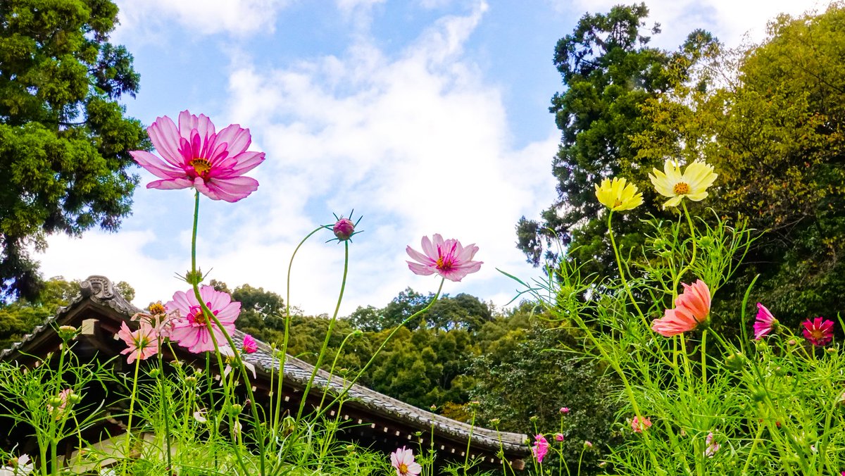 広瀬駿 気象予報士 きのうは安倍文殊院さんへ行ってきました はやくもコスモスが見頃 それでも例年より1週間ほど開花が遅かったそう 曇り空背景のコスモスも ステンドグラスみたいで個人的には好きです コスモス 安倍文殊院 奈良