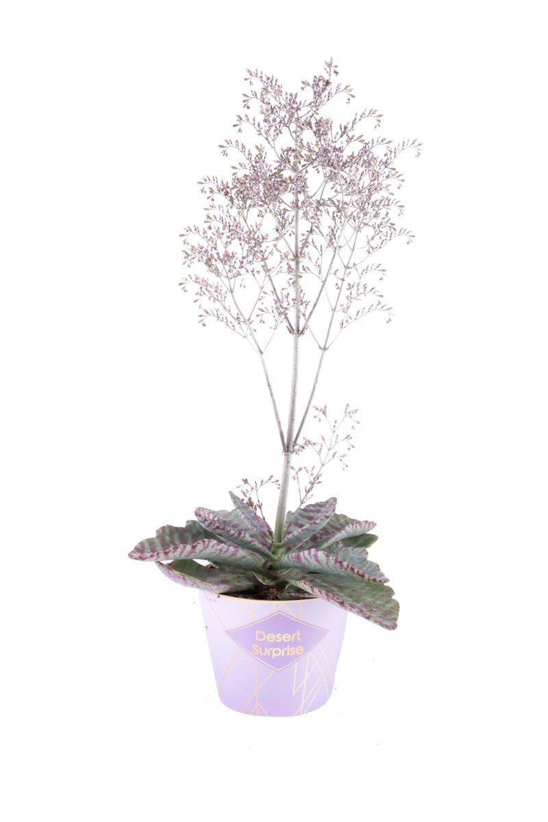 Cuidados del KALANCHOE DESERT SURPRISE.

- Respecto al drenaje es otro aspecto fundamental de esta planta.
- En el interior,  es importante que estén en un ambiente cálido.
  - El riego debe ser siempre moderado. 
- Abonado, durante la época de floración.