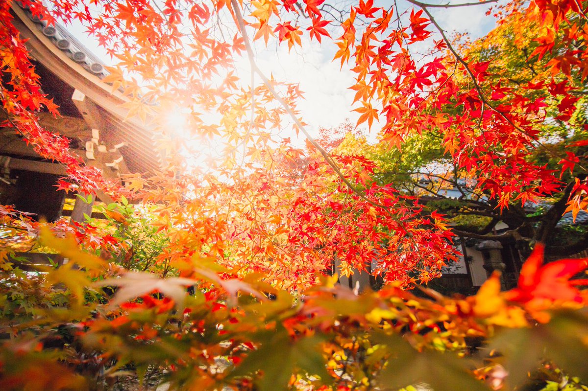 haletoke's tweet image. 待ち遠しい古都の秋
Autumn in Kyoto