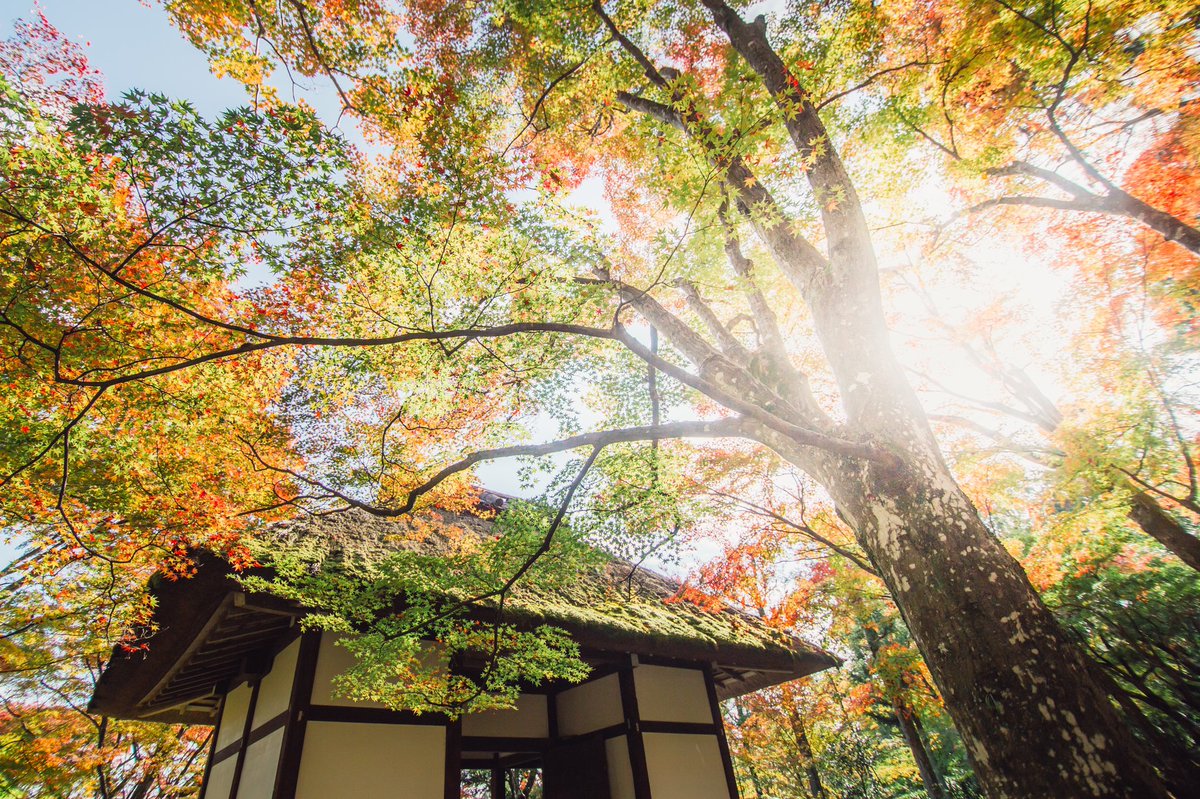 haletoke's tweet image. 待ち遠しい古都の秋
Autumn in Kyoto