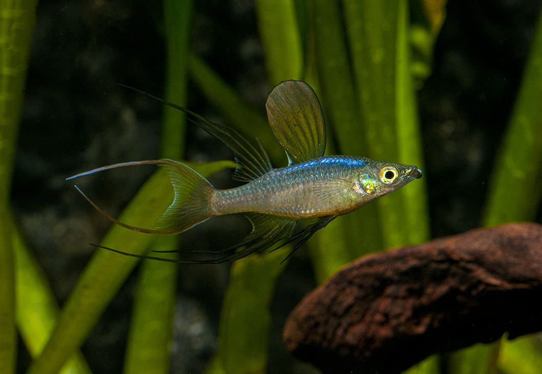 AquaticNotes's tweet image. Ya tienes a tu disposición el artículo "Iriatherina werneri. La vida en un arabesco" escrito por José María Cid. Descárgatelo en el siguiente enlace.

¡Espero que os guste!

aquaticnotes.com/2016/es/2020/0…

#acuicultura #aquariumfish #digitalmagazine #acuariofilia