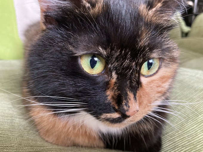 今ねこちゃんを預かってるんだけど柄がすごく可愛いし懐っこいし毛もふっかふかで撫でが止まらない 