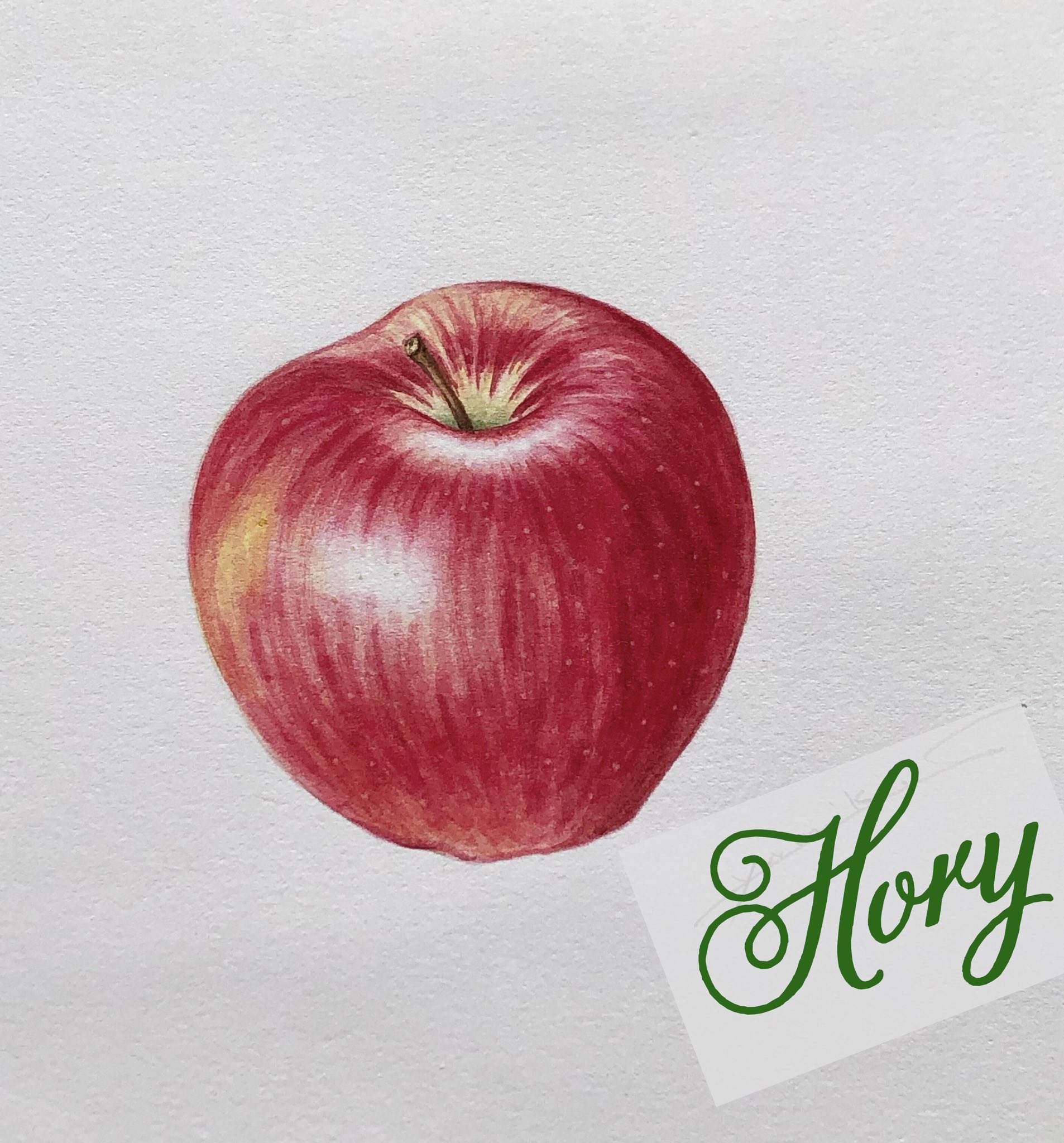 ホーリー リンゴ ヒメリンゴ リンゴが美味しくなる季節ですね 描いてみると ハイライトや影などとても練習になります リンゴ 姫リンゴ ボタニカルアート 植物画 水彩画 イラスト T Co 5lyjyf4vx7 Twitter