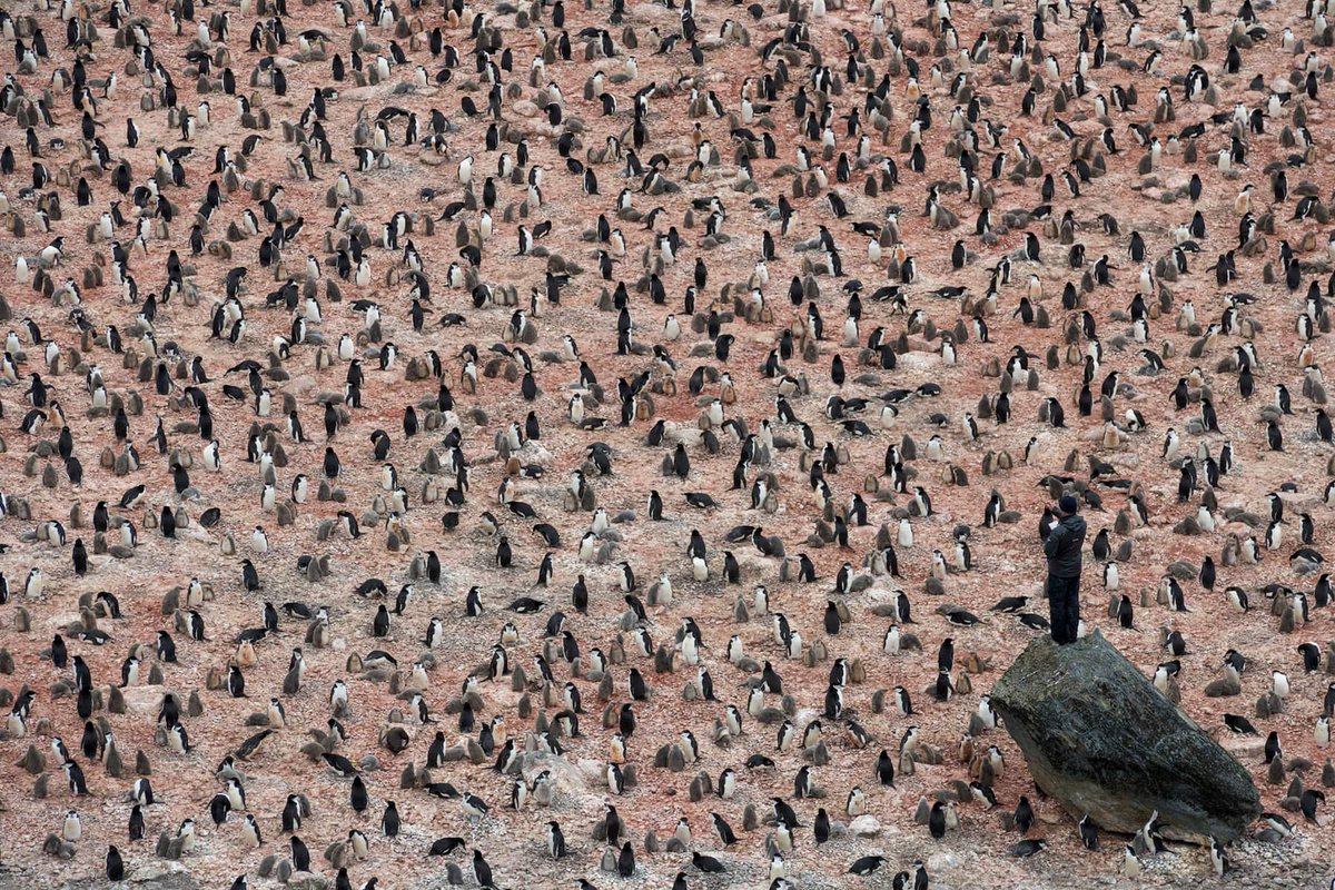 ForestryEngland's tweet photo. The #EarthPhoto shortlisted images below explore the impacts of #ClimateChange upon environments and wildlife. 📸 Christian Aslund, Jacopo Pasotti, Lar Boland, Tamara Stubbs. Discover all the shortlisted images in this category here👉 https://t.co/8rOoSbzHu5 https://t.co/YQcAbNLDMH