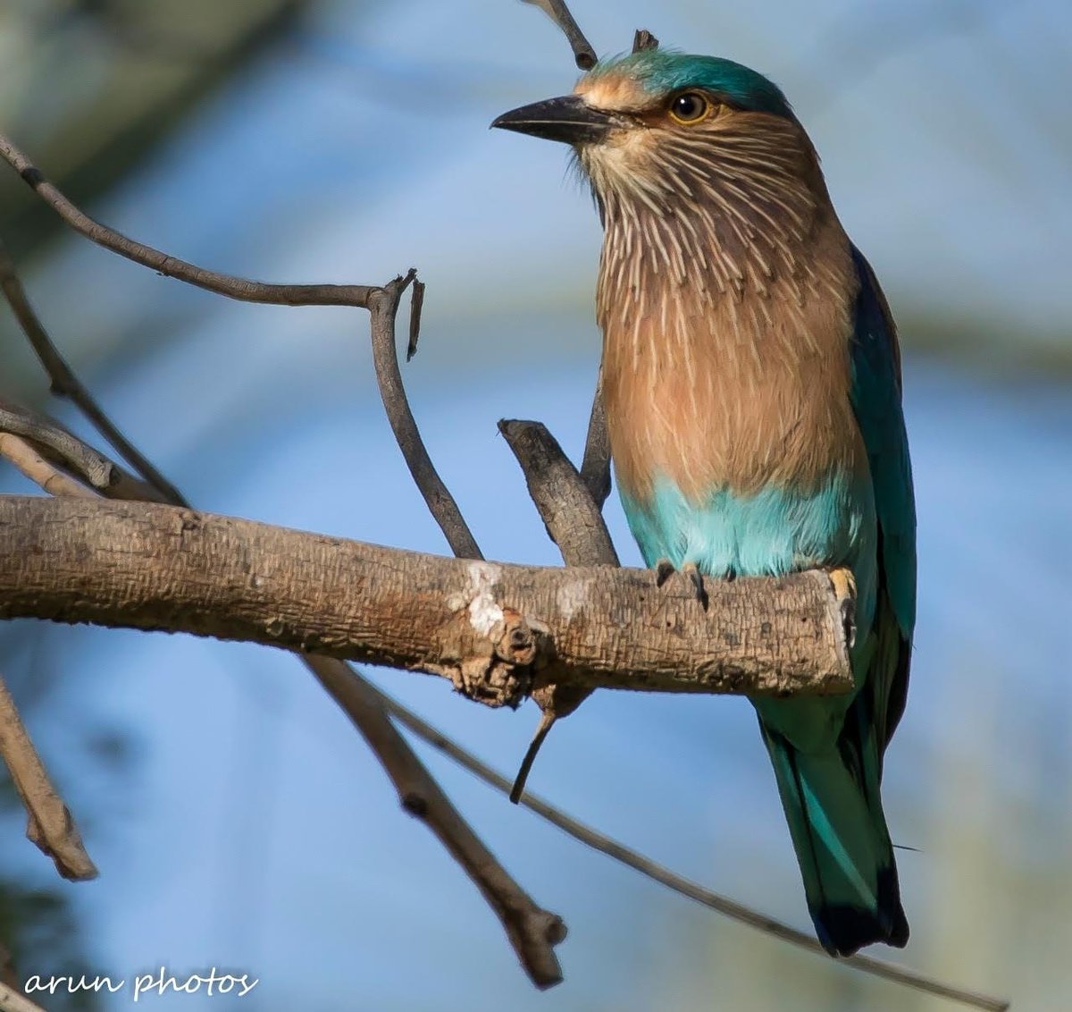 #IndiAves 
@HumayoonAsad 
#photography 
#photographer 
#birding 
#indianroller