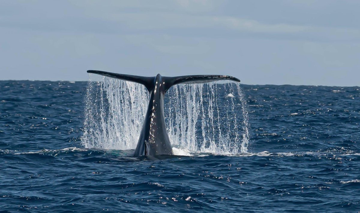 MillsCharters's tweet image. The morning and afternoon blogposts from today will be up online later! What a day 😍