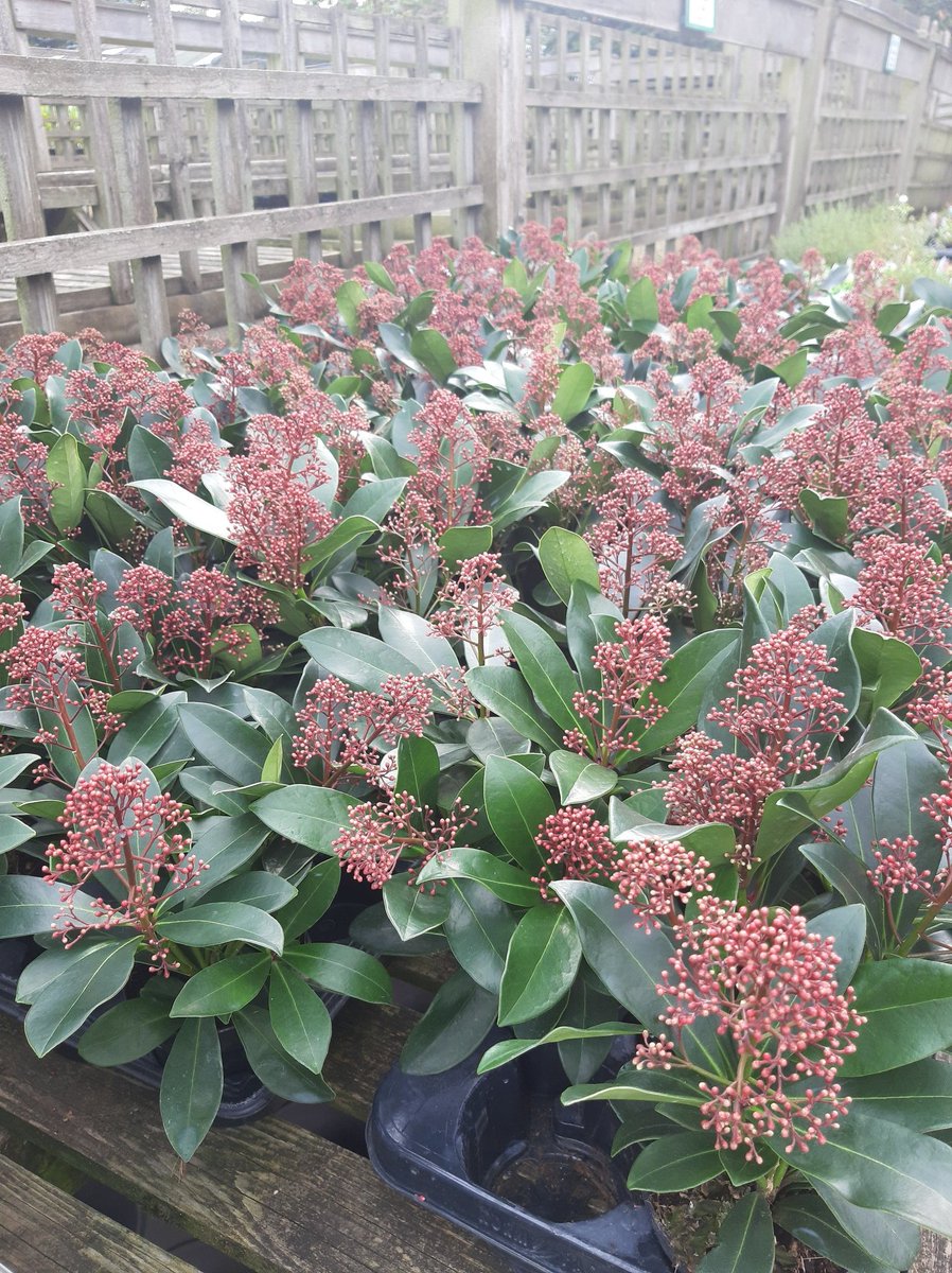 Stakehill Nurseries tweet media
