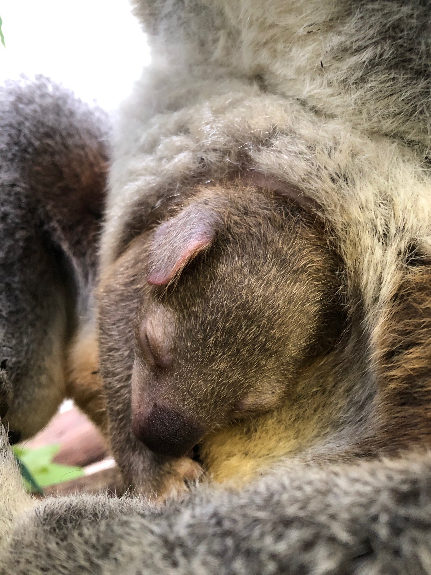 鹿児島市平川動物公園 コアラ の赤ちゃんは育児のう 袋 で育ちます 袋から出てくる直前は 頭が袋の入口からよく出てきます 母乳のみで育ってきた赤ちゃんが 母親からパップ という離乳食をもらって食べはじめます パップの中にはユーカリを消化するため