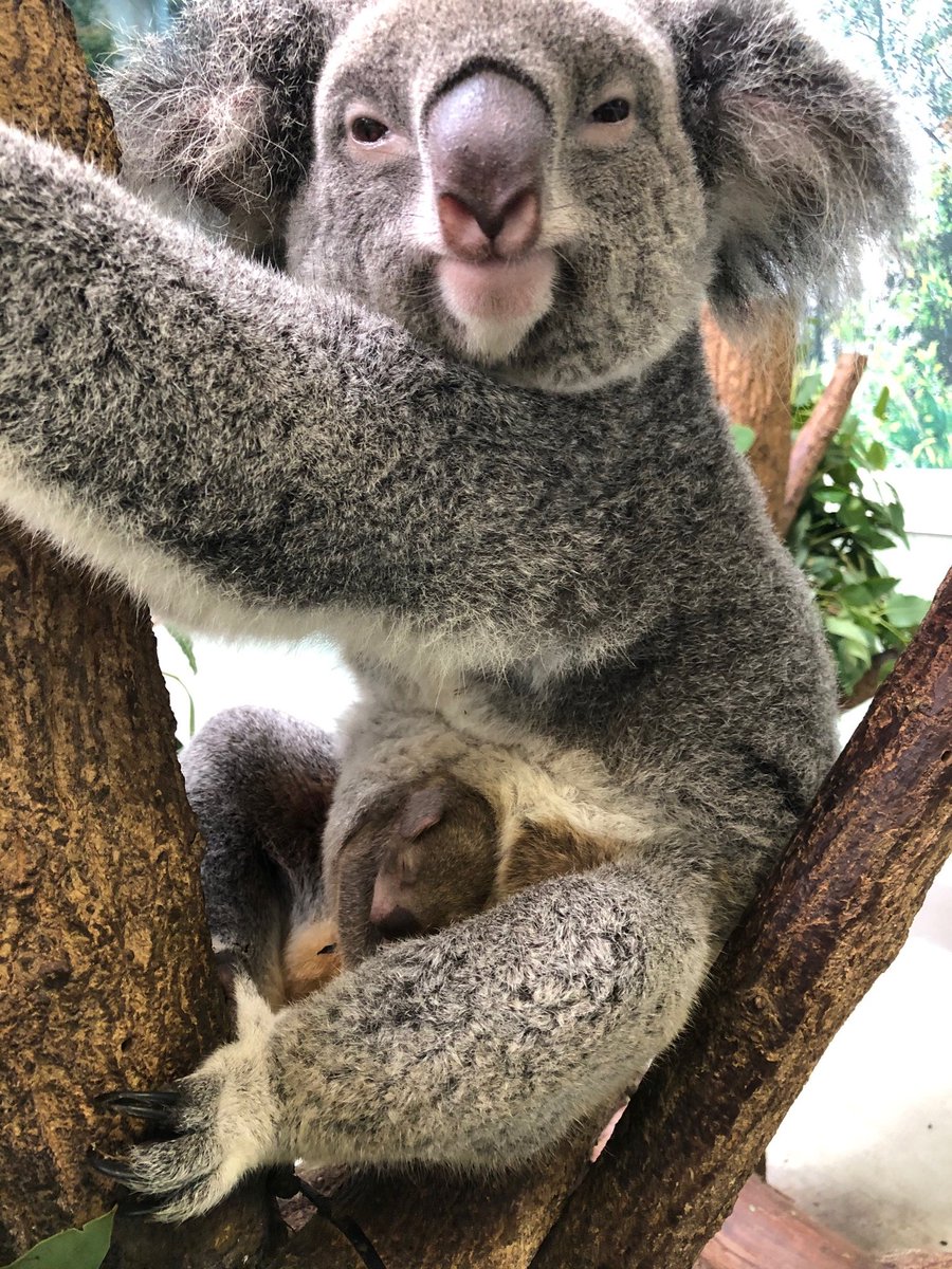 鹿児島市平川動物公園 コアラ の赤ちゃんは育児のう 袋 で育ちます 袋から出てくる直前は 頭が袋の入口からよく出てきます 母乳のみで育ってきた赤ちゃんが 母親からパップ という離乳食をもらって食べはじめます パップの中にはユーカリを消化するため