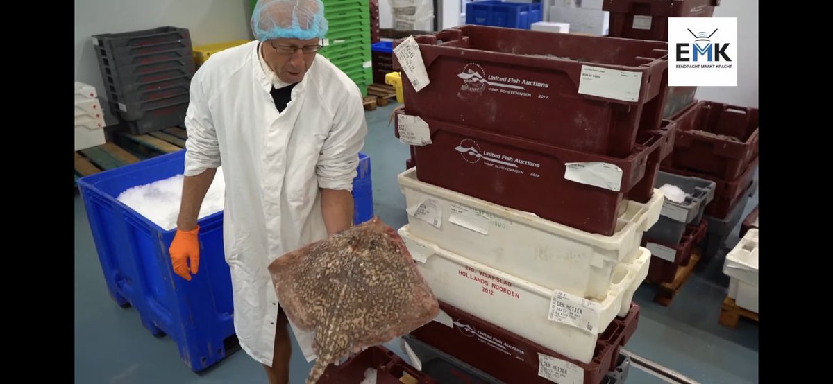 De Roggen op de Noordzee  doen t prima ,geloof  de indianen verhalen van <a href="/GreenpeaceNL/">Greenpeace Nederland</a> en @wnfnederland niet! #Noordzeefeitjes youtu.be/SPhYF_TLHeU