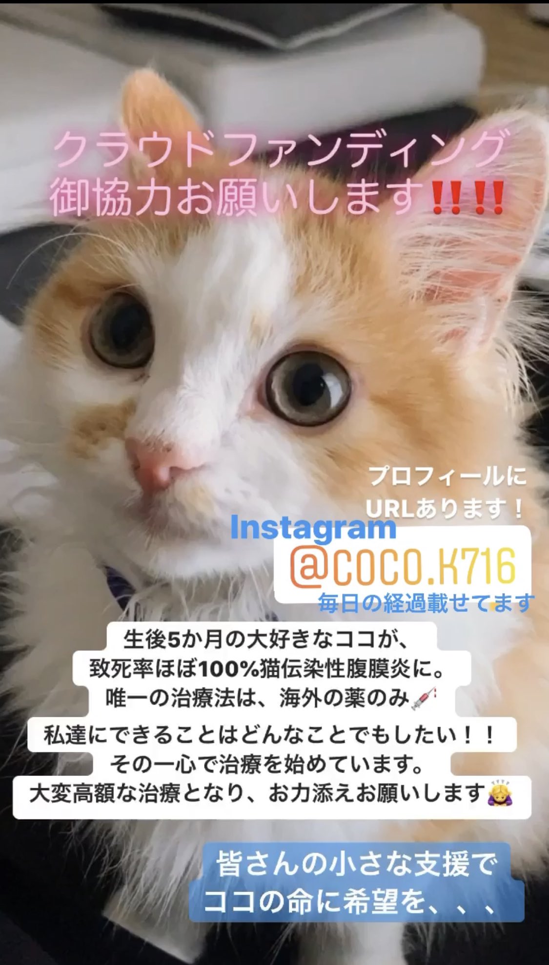 Coco Fip闘病中 Coco3169 Twitter