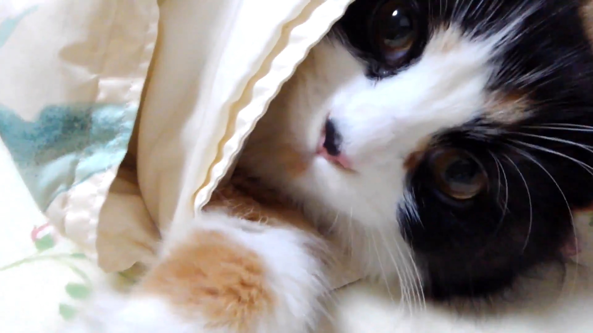 もっこもこでもこ 三毛猫ラガマフィンのもこ Mokkomokodemoko Twitter
