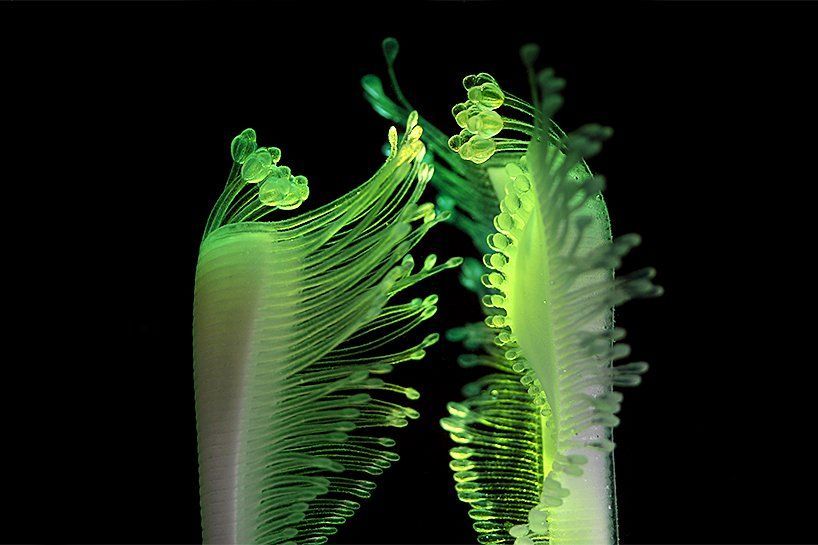 maximaxoo's tweet photo. #Tech #Art: ‘#hydrophytes’, futuristic #aquatic #plants created with multi-material #3Dprinting. explores the #choreography of movement
https://t.co/vBGmwOITN5 via @DesignBoom https://t.co/3897yqnucB