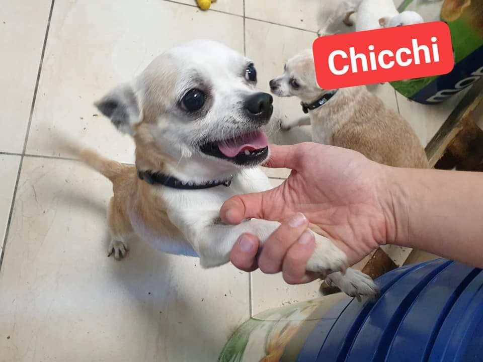 MunaronLuisella's tweet photo. E capita, dopo 12 anni di sbarazzarsi di un esserino di soli 2 kg... Chicchi è una rinuncia di proprietà.  Non da il minimo fastidio, dorme molte ore al giorno,   adozione solo come figlio unico, Si trova in Trentino, ed è adottabile solo al Nord Italia. Info 3315725840 - https://t.co/523eqZPm4c