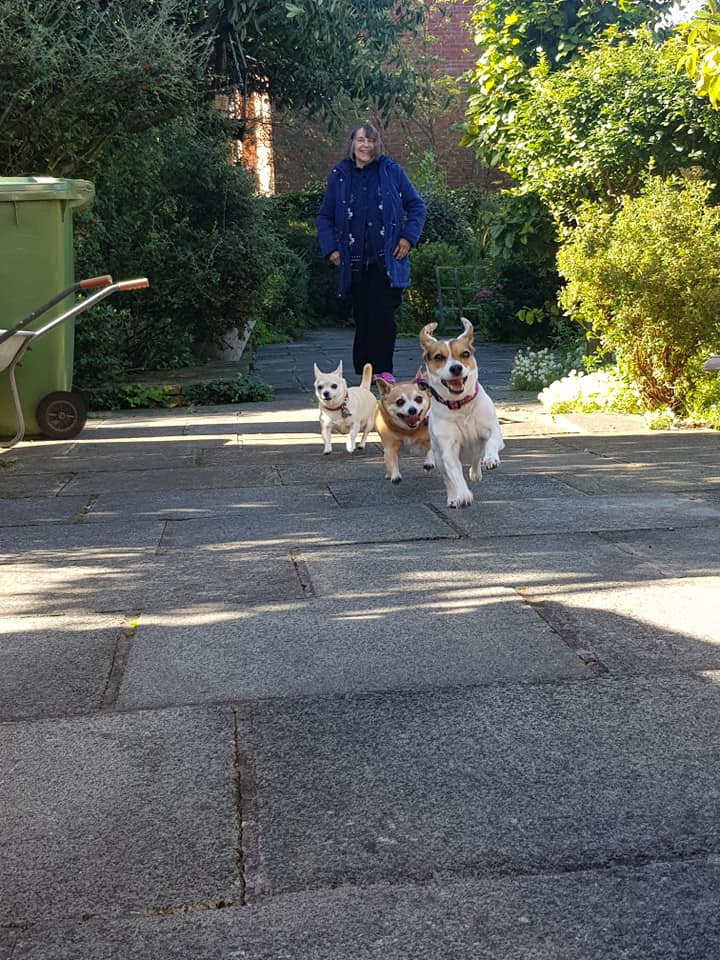 Freshfieldsresc's tweet image. How's this for some fantastic #MondayMotivation? Gorgeous rescue dogs Amber, Pearl and Rusty all went to their new home last week - together! They are so happy to have each other, and we are so grateful to their new mum for adopting all 3 of them. This is the difference YOU make!