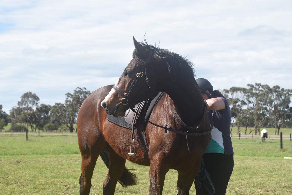 thefifi's tweet photo. This Off The Tracker is improving with every ride. Really getting the hang of his new forte, one of the reasons I LOVE the thoroughbred....so trainable. #ablefun #chriswallerracing #lifeafterracing #ladyofracing @RV_OffTheTrack https://t.co/6p91ZxiwUO