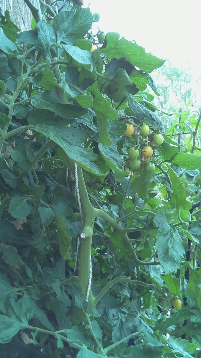 CCCDojo's tweet photo. #tomaterna #kreativumsommar #summerlabs #okatima #hemmaodling #naturum https://t.co/HDmOwAtZ9g
