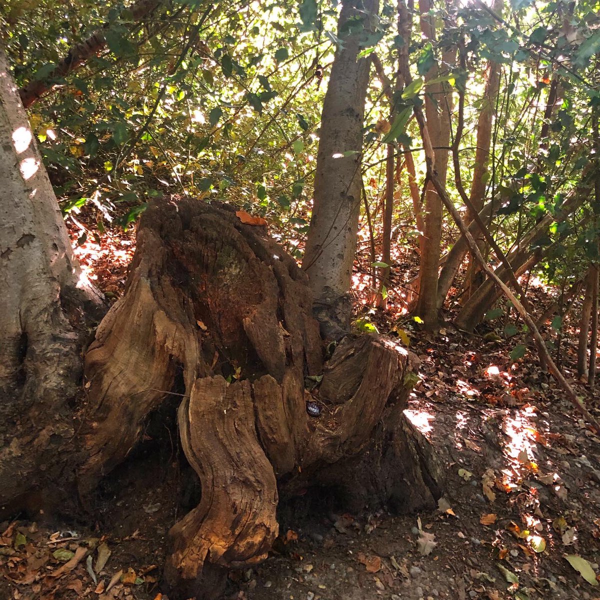 CompassionateRo's tweet image. There is hope.

#hope #hopeful #hopefulquotes #paintedrocks #pebbleswithpurpose #compassionaterocks #compassionrocks #paintedstones #paintedstonesart #kindnesstwitter #kindnessmatters #kindnessrocks