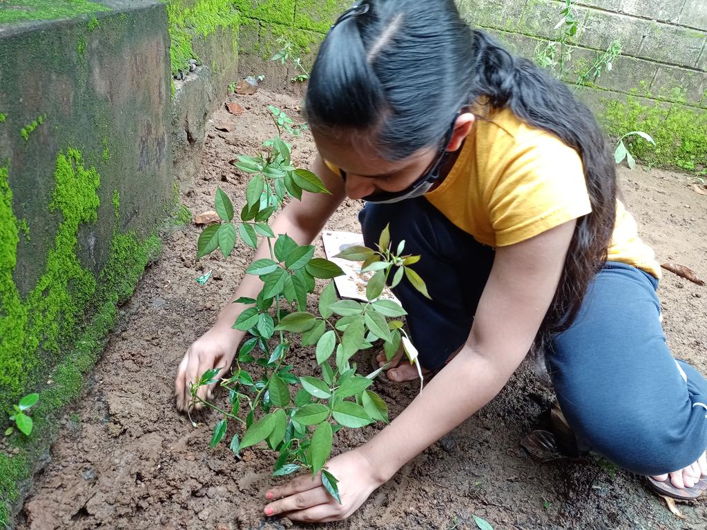 Today we planted 11 rose plants on the occasion of UN International Day Of Peace
#dayofpeace