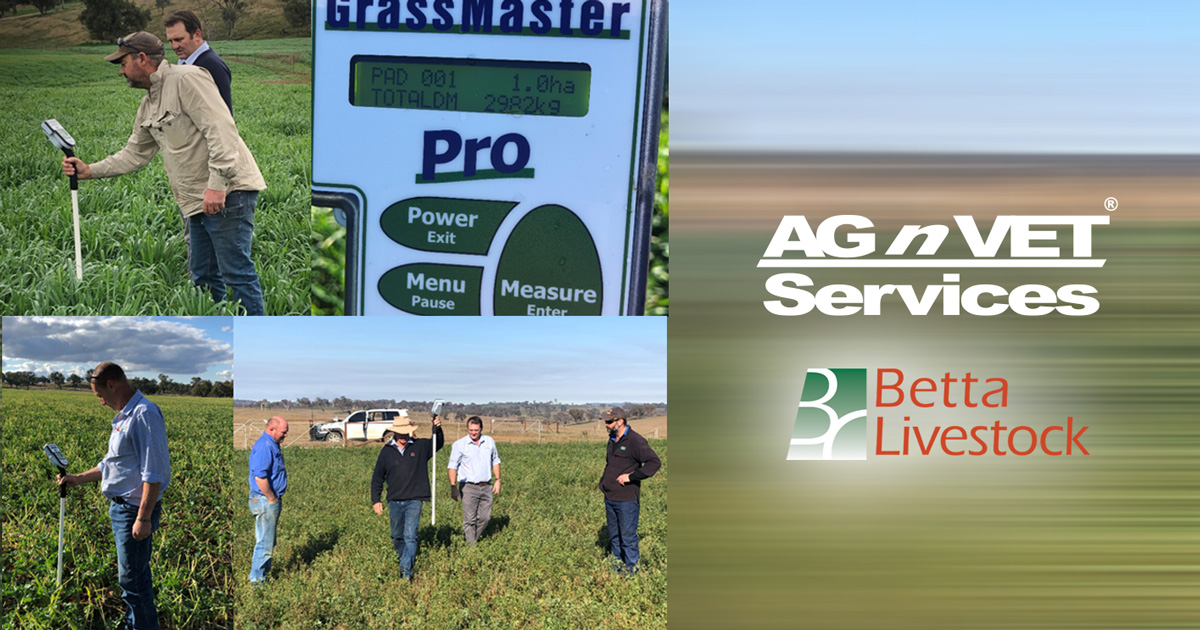 agnvet's tweet image. Betta Livestock Services – Luke Harrison, Guy Wailes and Hayley Glynn Feed budgeting using an Electronic Pasture Meter. Cumnock, Yeoval Central NSW.
Courtesy of #Graztech  #AGnVET #Bettalivestock